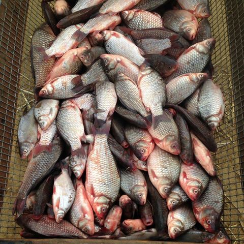 Купить Живого Карася Для Жарки