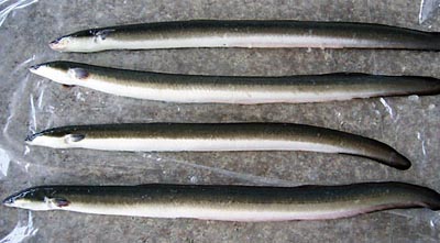 Frozen Eel (Anguilla Anguilla/Japonica)