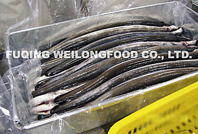 Frozen Gutted Eel-Anguilla Anguilla/Japonica